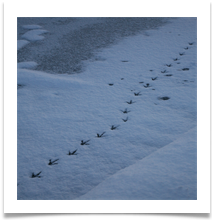 Winter3 - Steve Kinder
